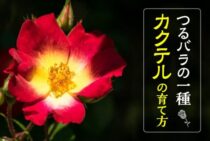 カクテルはつるバラの一種！カクテルを育てるポイントをご紹介