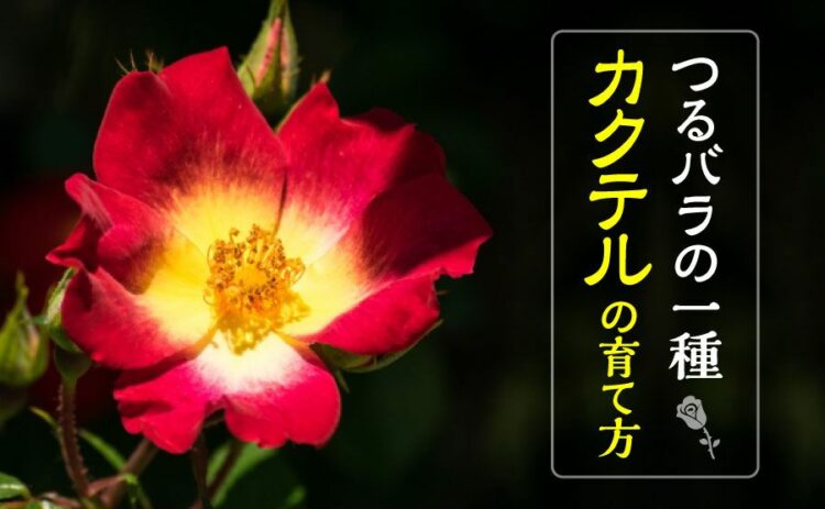 カクテルはつるバラの一種!カクテルを育てるポイントをご紹介