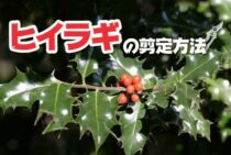 ヒイラギを剪定する時期や方法を紹介！基本の育て方もおさらいしよう