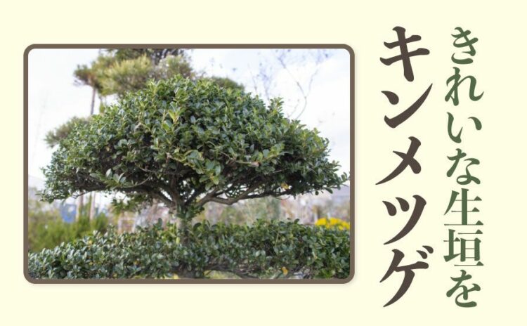 キンメツゲを剪定しよう!きれいな生垣を作る方法とポイントを解説