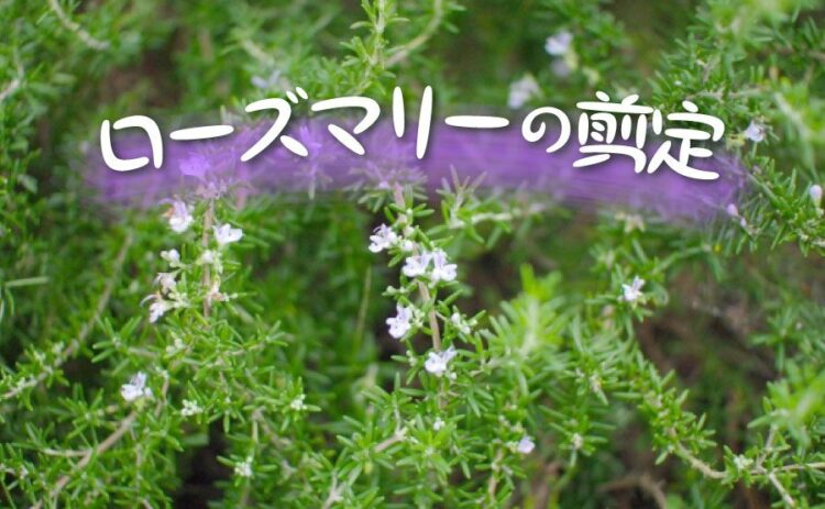 ローズマリーは剪定方法で見た目や成長が変化!正しいのを選択しよう