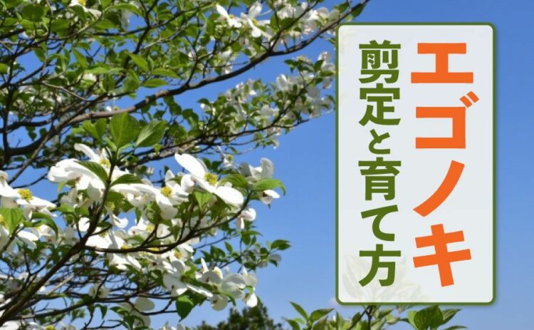 エゴノキの剪定は難しくない！自然流形の楽しむための育て方と注意点