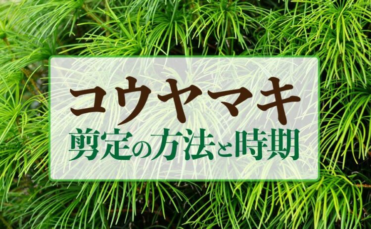 コウヤマキの剪定方法とベストな時期をご紹介!きれいな樹形の保ち方
