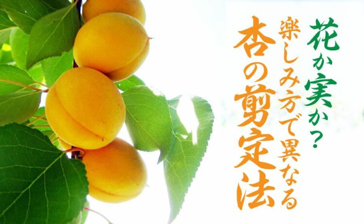 杏の剪定は花と実を楽しみたい場合で異なります!適切な方法とは?