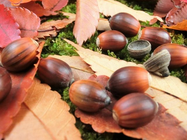 アラカシの剪定は年に2回ほど！剪定方法を学んで上手に育てよう！