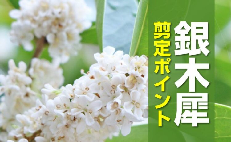銀木犀の木を剪定しよう!きれいな花を咲かせる2つのポイント