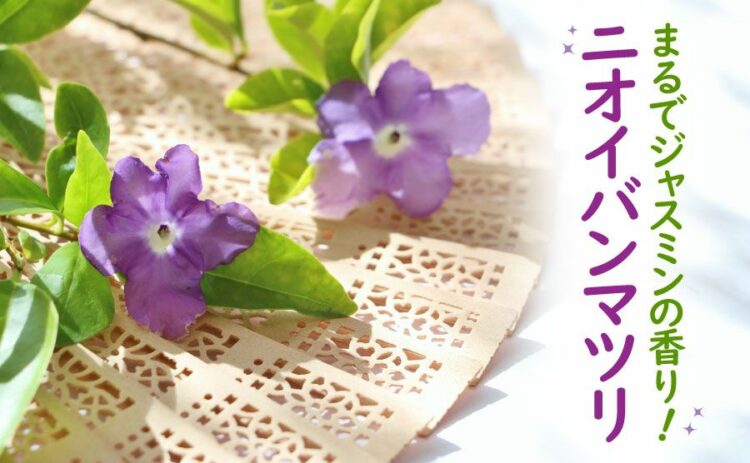 ジャスミンのような香りのニオイバンマツリ!育て方・剪定方法を紹介