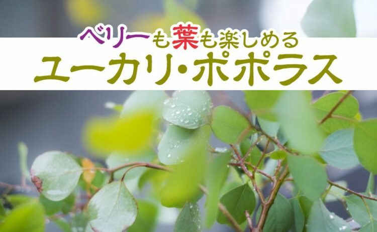 ユーカリ・ポポラスはベリーも葉も楽しめる!剪定で成長を制御しよう