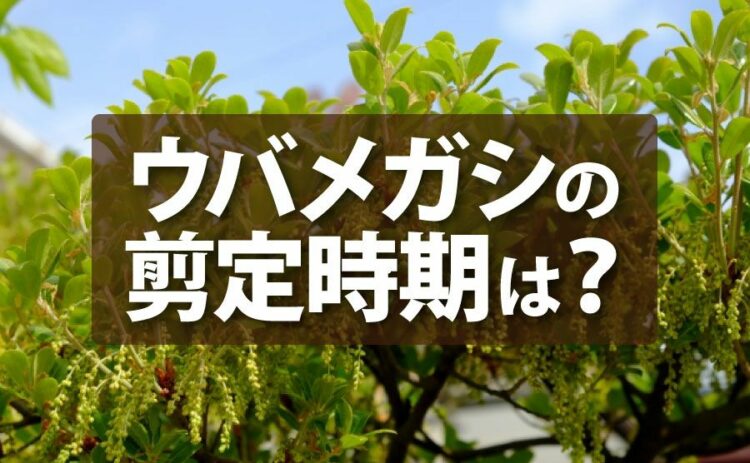 ウバメガシの剪定の時期と方法!お手入れのポイントを解説