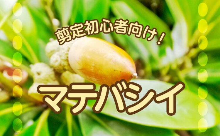 丈夫なマテバシイは剪定初心者向け!初めての剪定に挑戦してみよう!