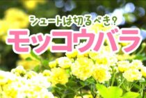 モッコウバラのシュートは切るべき？剪定時期ときれいな仕立て方は？