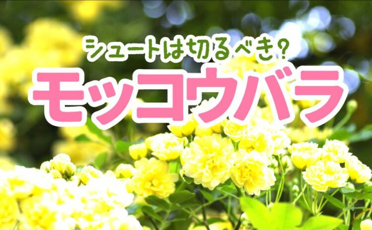 モッコウバラのシュートは切るべき?剪定時期ときれいな仕立て方は?