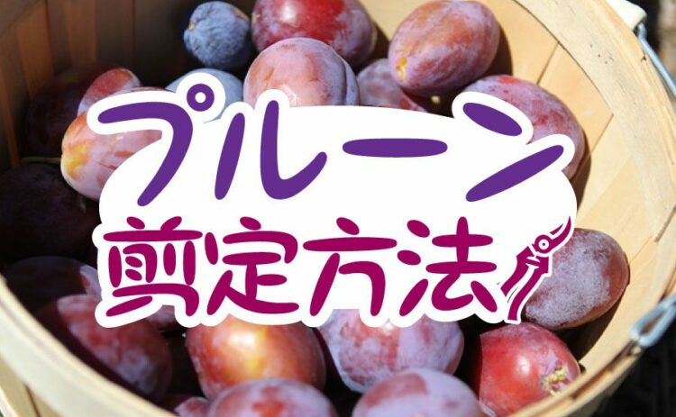 正しいプルーンの剪定方法とは?おいしいプルーンの見分け方もご紹介
