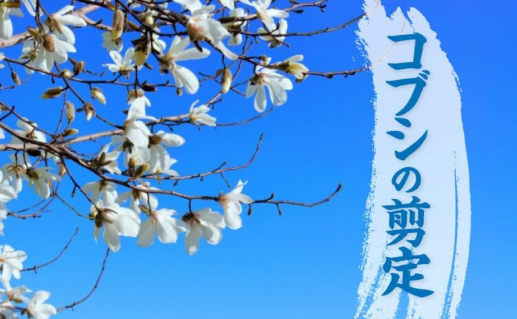 コブシの剪定は葉が落ちてから!花を見るための剪定のやり方をご紹介