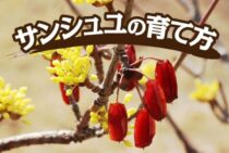 サンシュユの剪定や育て方を覚えて、キレイな花を咲かせてみよう！