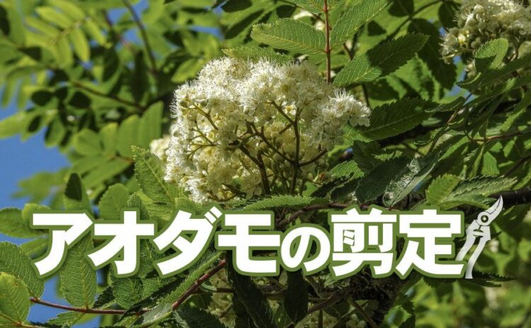 正しいアオダモの剪定方法を解説!正しい管理や育て方とは