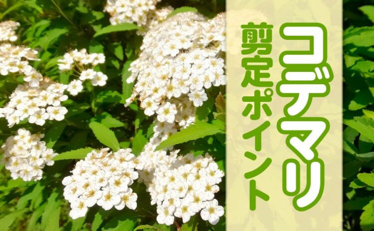 コデマリを剪定する際のポイント。来年もきれいな花を咲かせるには?