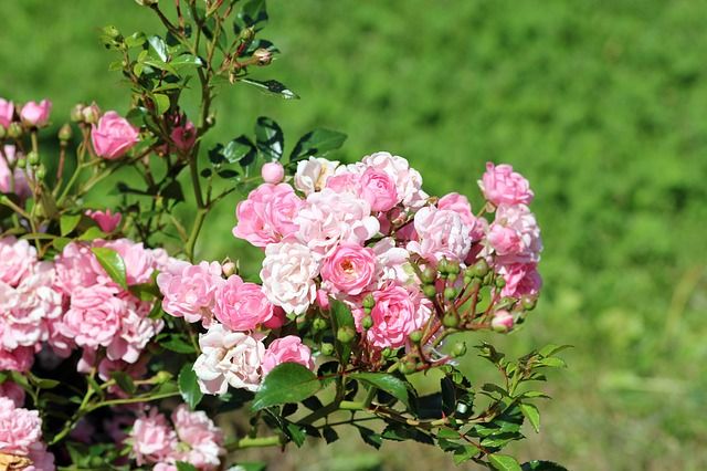 【ミニバラ剪定】剪定後の枝は挿し木に