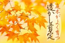 剪定のコツは「透かし」にある？庭木の生長に欠かせない剪定について