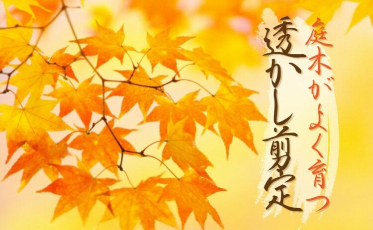透かし剪定をすると庭木が良く育つ!その方法とメリットについて