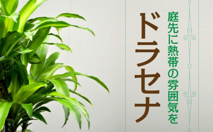 ドラセナを庭木として育てるコツとは?熱帯地域の雰囲気を庭先に!