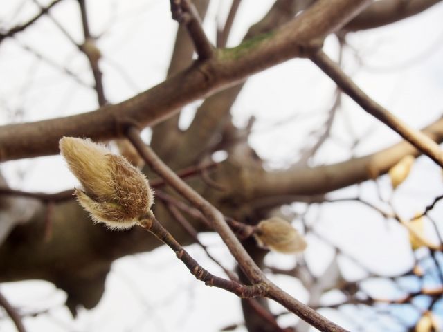 コブシの剪定は葉が落ちてから！花を見るための剪定のやり方をご紹介
