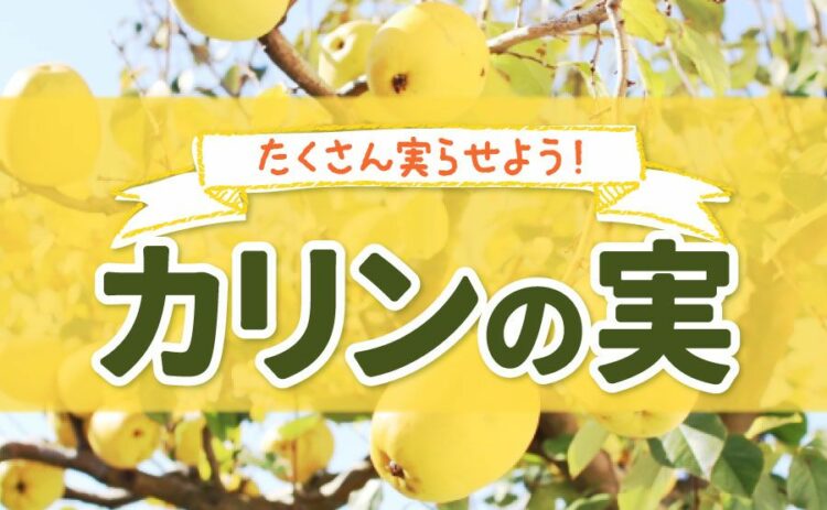 カリンの実は剪定次第でたくさん実る!注意点とその方法も紹介