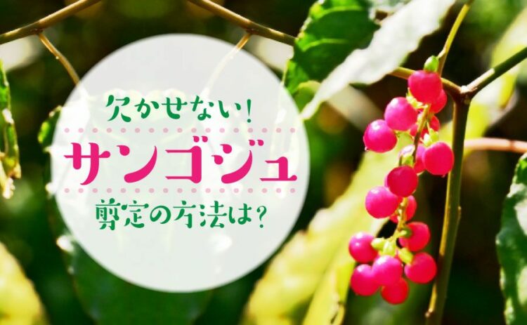 サンゴジュには剪定が欠かせない!いらない枝は正しく落としましょう