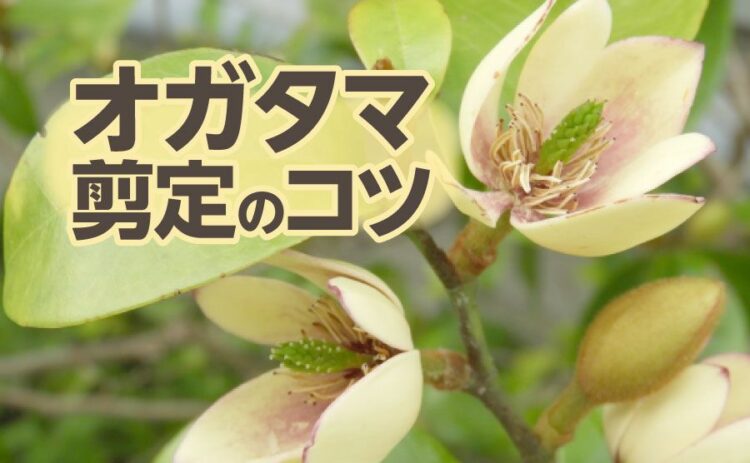 家庭で育てられるオガタマをご紹介!育て方と剪定のコツも解説します