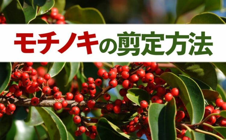 モチノキの剪定方法とは?失敗しないコツや注意する点もご紹介します