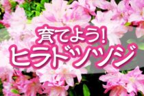 ヒラドツツジを育ててみよう！育てるポイント・剪定方法を紹介します