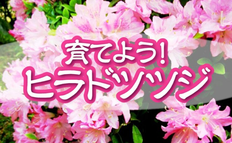 ヒラドツツジを育てよう!その育て方や剪定方法についてもご紹介