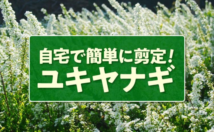 ユキヤナギを剪定しよう!初めてでも自宅で簡単にできるポイントは?