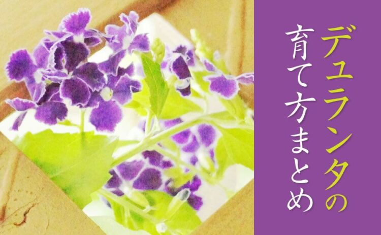 デュランタの育て方まとめ!枯らさない冬越しのポイントをご紹介!