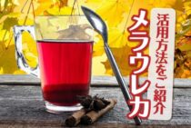 香りの樹メラウレカ。見るだけじゃもったいない活用方法をご紹介！