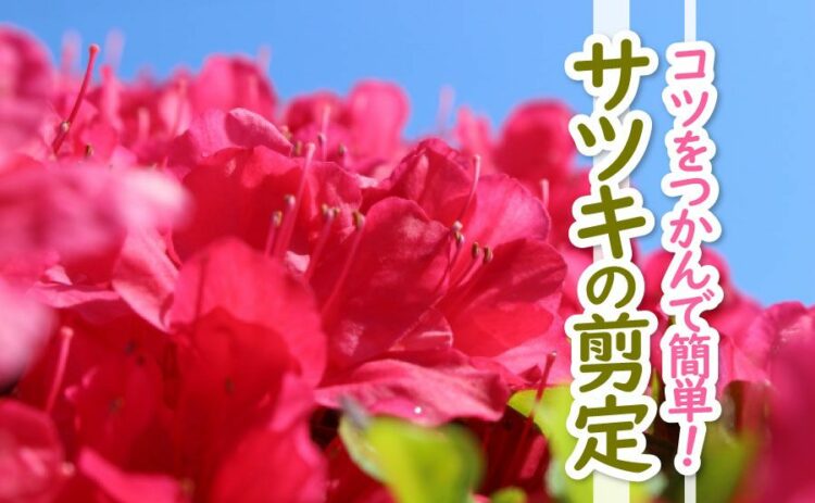 サツキの剪定はコツさえつかめば素人でも簡単にできる!