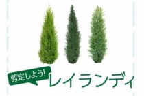 レイランディには剪定が必須！特徴から枯れ予防法まで丸ごと紹介！