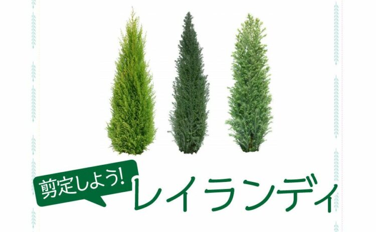 レイランディには剪定が必須!特徴から枯れ予防法まで丸ごと紹介!