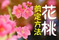 花桃（ハナモモ）の剪定方法・時期｜失敗を避けて花を咲かせる育て方