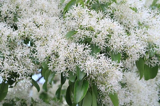 ヒトツバタゴの特徴と育て方を解説！きれいな花を見るコツを知ろう！