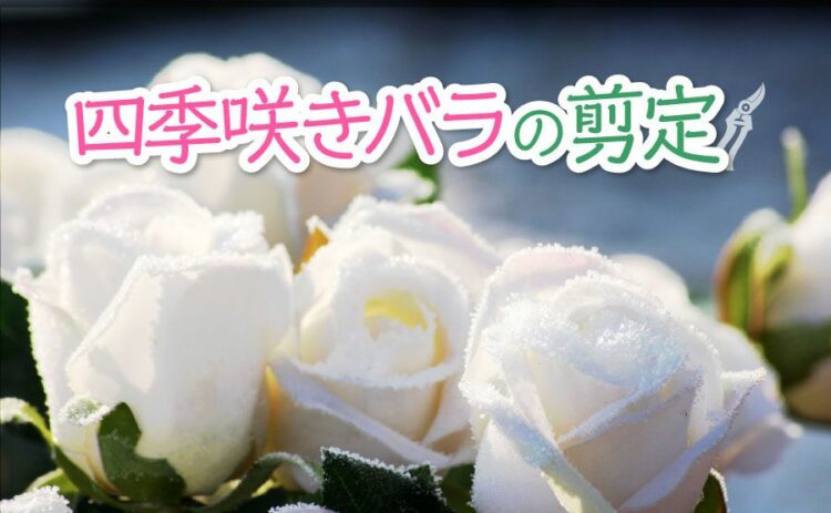 四季咲きバラの剪定をしよう!流れやコツをつかんで剪定上手に!