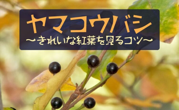 ヤマコウバシは冬でも葉が落ちない!きれいな紅葉を見るためのコツ