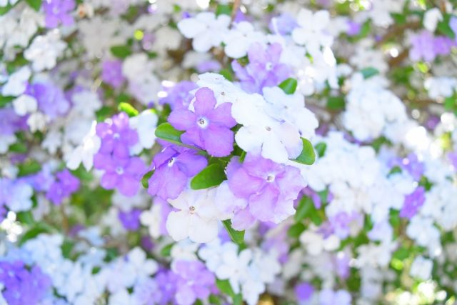 剪定をしないと不格好に……