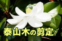 泰山木の剪定方法・時期｜大きさを抑えながら花を咲かせる育て方