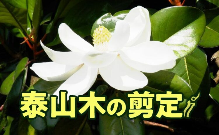 大きな泰山木の剪定をしよう!おこなう時期や気をつけることとは