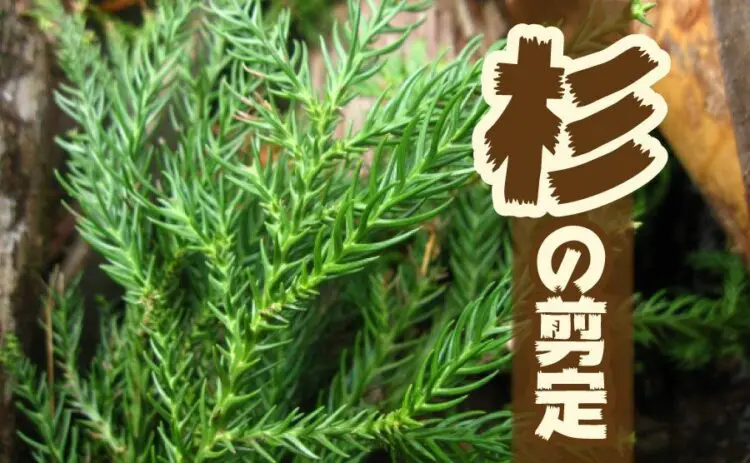 杉の剪定は季節選びが重要!台杉の管理方法についても解説します!