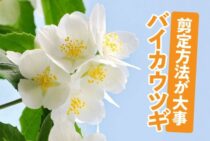 バイカウツギの剪定に実は花が咲かない理由があった！正しい方法とは