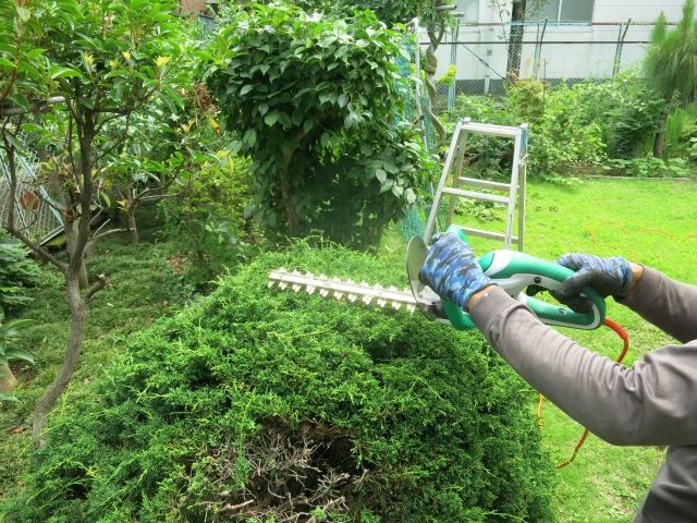 レイランディを剪定して形を整えよう