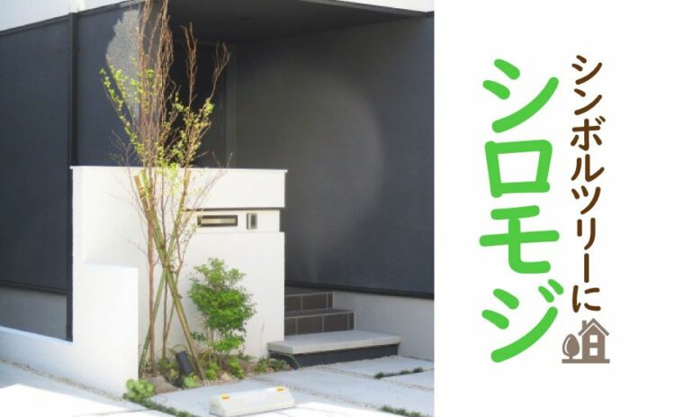シロモジはシンボルツリーにぴったり!育て方を知って庭に植えよう
