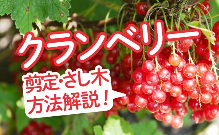 クランベリーの育て方を解説!剪定やさし木のやり方には注意しよう!